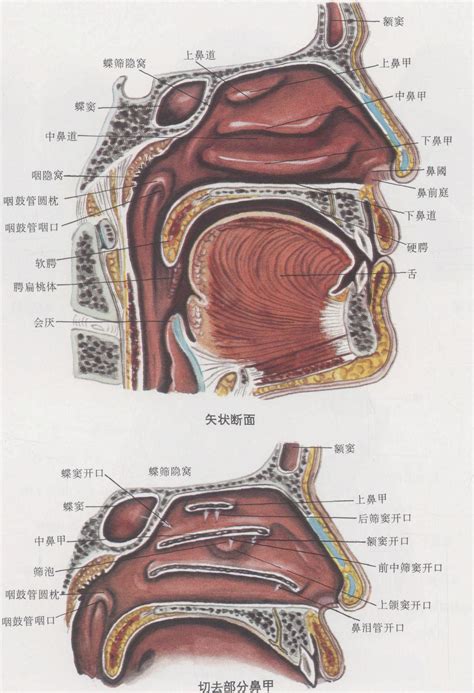 鼻主|鼻